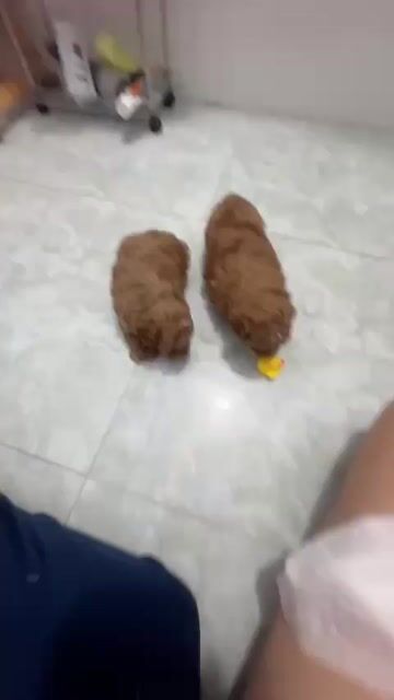 1 bé gái ú na ú nầng. Mua bán Chó tại Huyện Cái Bè Tiền Giang được đăng bởi Huỳnh hải hình 1