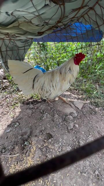 Gà bướm 2.6kg Trắng. Mua bán Gà tại Huyện Vĩnh Thạnh Cần Thơ được đăng bởi VĂN ĐỨC hình 1