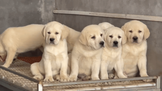 Chó Labrador . Mua bán Chó tại Quận Long Biên Hà Nội được đăng bởi Pet home hình 1