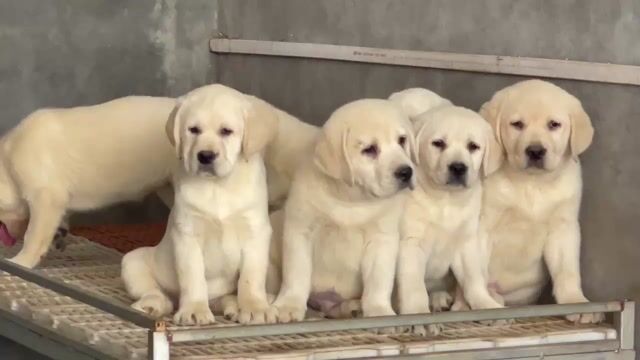 Chó Labrador . Mua bán Chó tại Quận Long Biên Hà Nội được đăng bởi Pet home hình 1