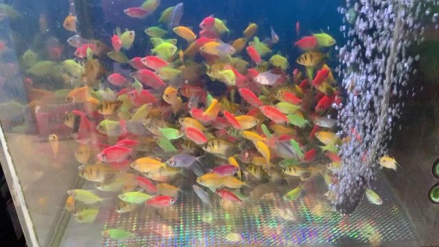 Cá cánh buồm dạ quang 100con/190k. Mua bán Thú cưng khác tại Quận 12 Tp Hồ Chí Minh được đăng bởi Cá Cảnh Giá Rẻ hình 1