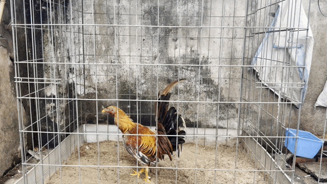 Gà trống Nâu đỏ 1.7kg Đực. Mua bán Gà tại Quận 8 Tp Hồ Chí Minh được đăng bởi Tấn Sang hình 1