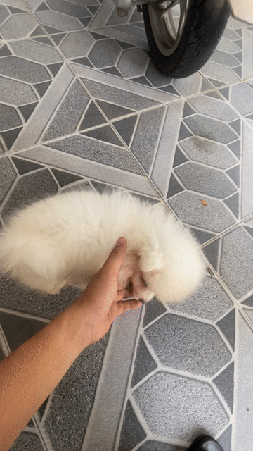 Chó Phốc Sóc Trắng 3 tháng đã tiêm phòng. Mua bán Chó tại Thành phố Đồng Xoài Bình Phước được đăng bởi nguyễn dương hình 1