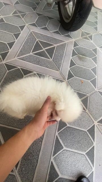 Chó Phốc Sóc Trắng 3 tháng đã tiêm phòng. Mua bán Chó tại Thành phố Đồng Xoài Bình Phước được đăng bởi nguyễn dương hình 1