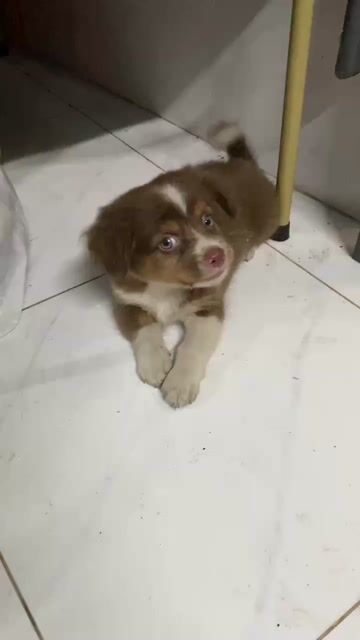 Chó Phú Quốc lai Nhật đực Nâu trắng. Mua bán Chó tại Thành phố Thủ Đức Tp Hồ Chí Minh được đăng bởi Soul Mate hình 1