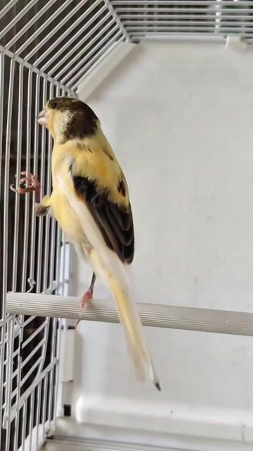 Chim Timbrado trống 3 tháng tuổi. Mua bán Chim tại Quận 12 Tp Hồ Chí Minh được đăng bởi Tân Dương  hình 1