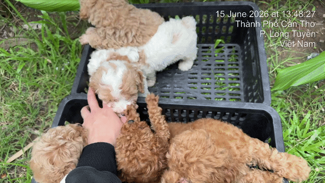 Chó Poodle Tiny Nâu Cần Thơ. Mua bán Chó tại Quận Bình Thuỷ Cần Thơ được đăng bởi Nhi Nguyễn poodle cần thơ  hình 1