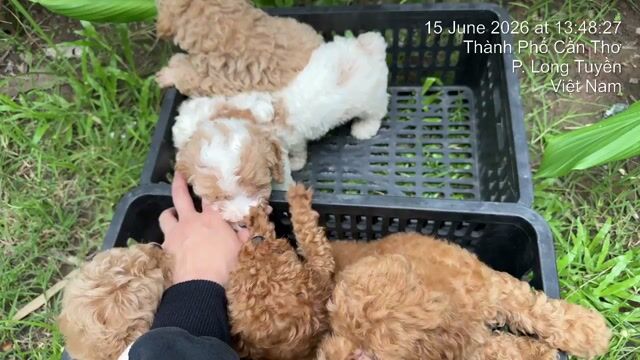 Chó Poodle Tiny Nâu Cần Thơ. Mua bán Chó tại Quận Bình Thuỷ Cần Thơ được đăng bởi Nhi Nguyễn poodle cần thơ  hình 1