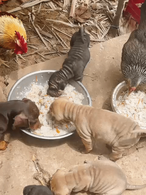Chó Sa Bì. Mua bán Chó tại Thành phố Mỹ Tho Tiền Giang được đăng bởi Phạm Hồng Long hình 1