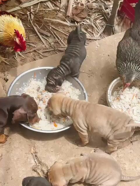 Chó Sa Bì. Mua bán Chó tại Thành phố Mỹ Tho Tiền Giang được đăng bởi Phạm Hồng Long hình 1