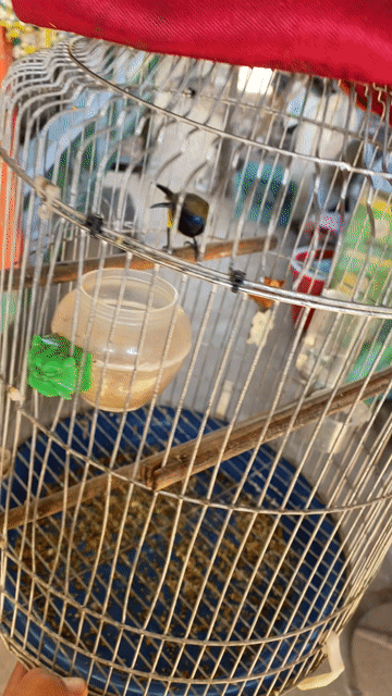 Chim hút mật 5 màu 3 mùa. Mua bán Chim tại Huyện Krông Pắc Đắk Lắk được đăng bởi huy hình 1