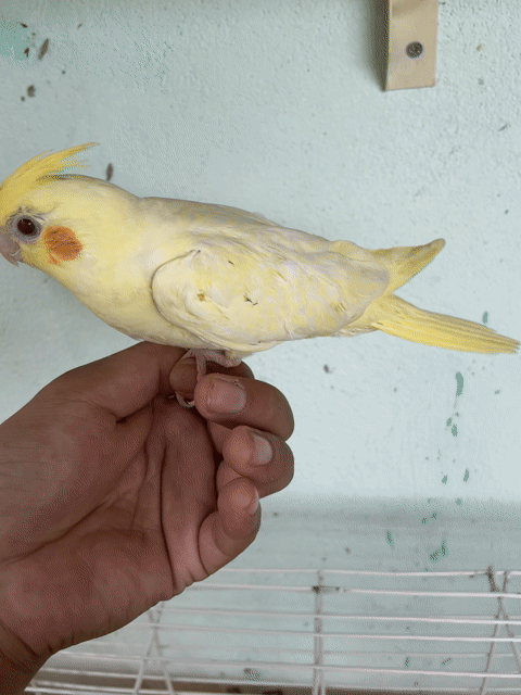 Vẹt Cockatiel Lutino trống 3 tháng khoẻ mạnh. Mua bán Chim tại Thị xã Tân Uyên Bình Dương được đăng bởi Minh Nguyện Đạo hình 1