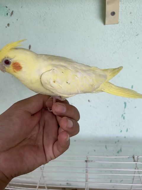 Vẹt Cockatiel Lutino trống 3 tháng khoẻ mạnh. Mua bán Chim tại Thị xã Tân Uyên Bình Dương được đăng bởi Minh Nguyện Đạo hình 1
