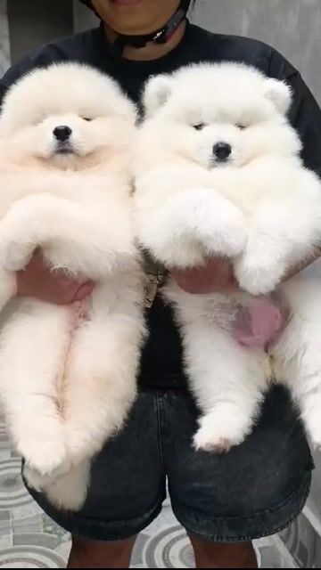 Chó Samoyed cái đã tiêm phòng. Mua bán Chó tại Quận Ba Đình Hà Nội được đăng bởi Vũ Ngọc Trang hình 1