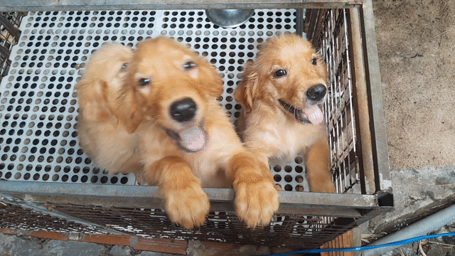 Chó Golden Retriever 2 tháng tuổi. Mua bán Chó tại Huyện Hóc Môn Tp Hồ Chí Minh được đăng bởi long nguyên hình 1