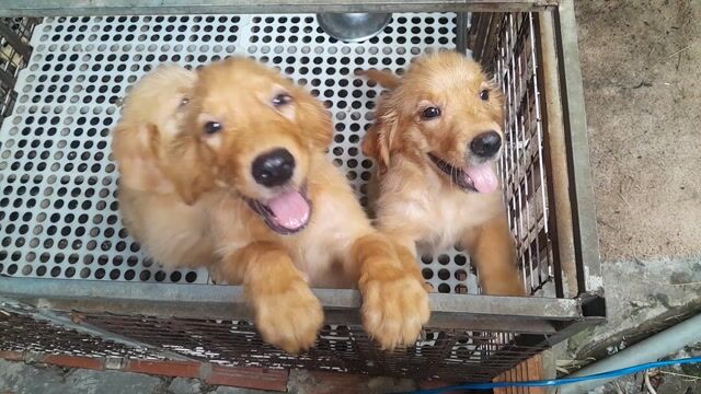 Chó Golden Retriever 2 tháng tuổi. Mua bán Chó tại Huyện Hóc Môn Tp Hồ Chí Minh được đăng bởi long nguyên hình 1