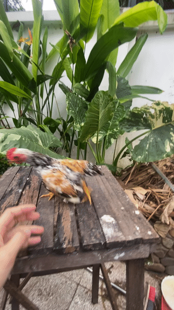 trống tre bắc mơ. Mua bán Gà tại Huyện Hòa Thành Tây Ninh được đăng bởi Trọng Khải hình 1
