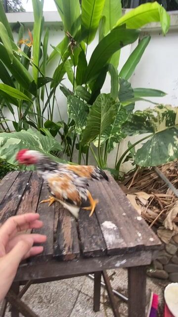 trống tre bắc mơ. Mua bán Gà tại Huyện Hòa Thành Tây Ninh được đăng bởi Trọng Khải hình 1