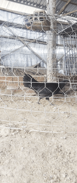 Gà Mỹ đen lai Việt Mái. Mua bán Gà tại Thành phố Trà Vinh Trà Vinh được đăng bởi nam hình 1