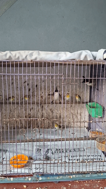 2 em chào mào và 6 em vành khuyên. Mua bán Chim tại Quận Sơn Trà Đà Nẵng được đăng bởi Bản hình 1