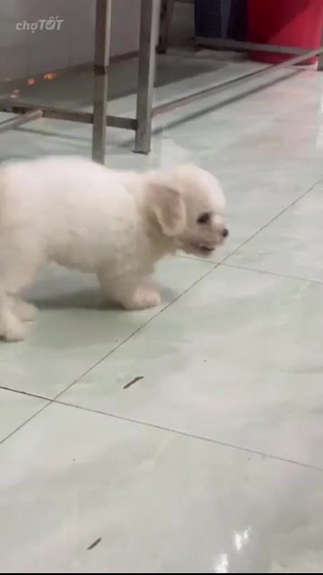 bé cái trắng. Mua bán Chó tại Quận 8 Tp Hồ Chí Minh được đăng bởi Pé Heo hình 1
