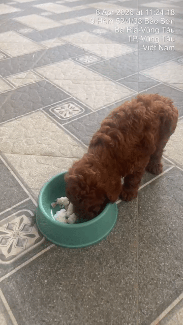 Chó Poodle nâu 3 tháng tuổi. Mua bán Chó tại Thành phố Vũng Tàu Bà Rịa - Vũng Tàu được đăng bởi Trần Đức hình 1