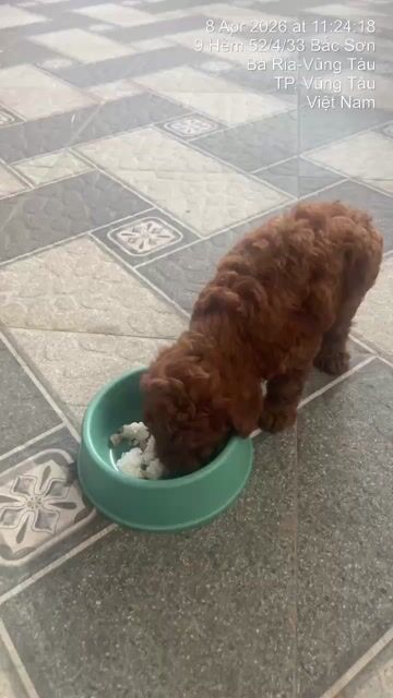 Chó Poodle nâu gần 3 tháng. Mua bán Chó tại Thành phố Vũng Tàu Bà Rịa - Vũng Tàu được đăng bởi Trần Đức hình 1