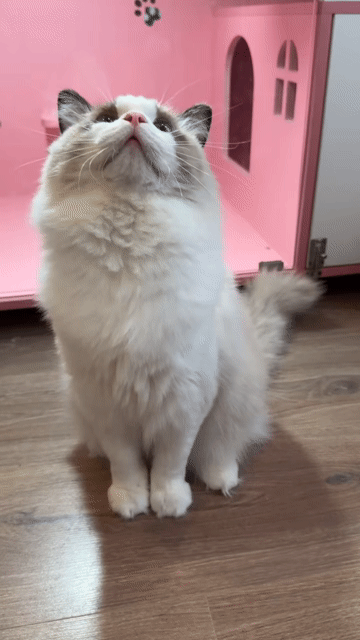 Mèo Ragdoll đực 1 tuổi Thuần chủng biết phối. Mua bán Mèo tại Quận Nam Từ Liêm Hà Nội được đăng bởi Đại Ngọc ChamMiloHouse hình 1