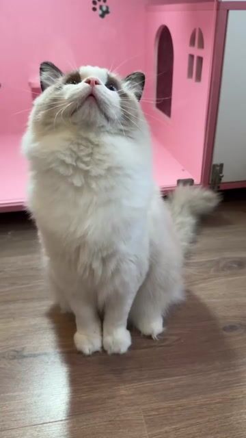 Mèo Ragdoll đực 1 tuổi Thuần chủng biết phối. Mua bán Mèo tại Quận Nam Từ Liêm Hà Nội được đăng bởi Đại Ngọc ChamMiloHouse hình 1