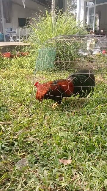 que siu Mỹ 2k8 trạng còn lên. Mua bán Gà tại Huyện Lấp Vò Đồng Tháp được đăng bởi Đam mê  hình 1