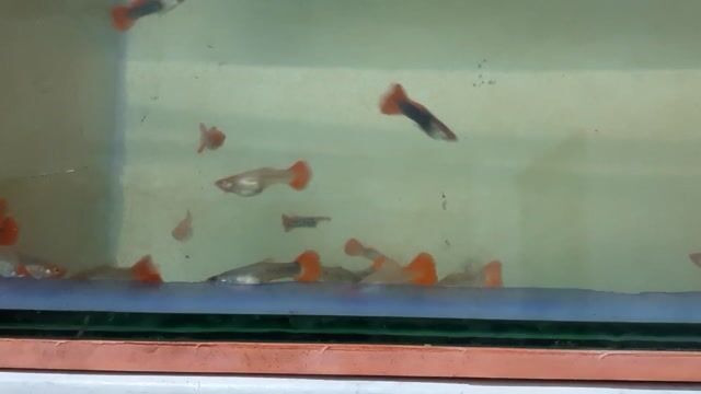 Cá 7 màu Koi. Mua bán Thú cưng khác tại Quận 12 Tp Hồ Chí Minh được đăng bởi Cá cảnh Nhật hình 1