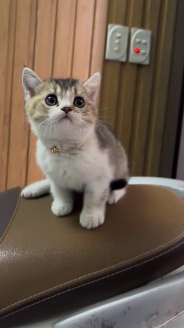 Mèo Anh lông ngắn đực. Mua bán Mèo tại Quận Lê Chân Hải Phòng được đăng bởi nguyễn xuân việt hình 1