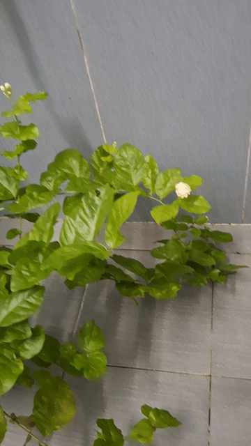 Hoa Nhài Xanh Lá Đang Ra Hoa Thơm. Mua bán Cây cảnh, đồ trang trí tại Quận 4 Tp Hồ Chí Minh được đăng bởi Hạnh hình 1