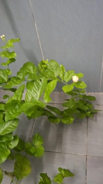 Hoa Nhài Xanh Lá Đang Ra Hoa Thơm. Mua bán Cây cảnh, đồ trang trí tại Quận 4 Tp Hồ Chí Minh được đăng bởi Hạnh hình 1