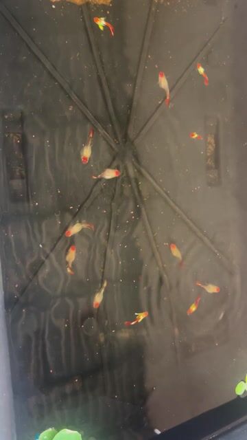 cá 7 màu santa koi - la hán. Mua bán Thú cưng khác tại Huyện Bình Chánh Tp Hồ Chí Minh được đăng bởi Vương hình 1