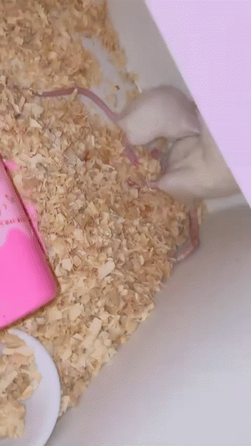 Cặp Chuột Dumbo Rat Trắng Xám. Mua bán Thú cưng khác tại Huyện Thống Nhất Đồng Nai được đăng bởi Ng Thủy hình 1