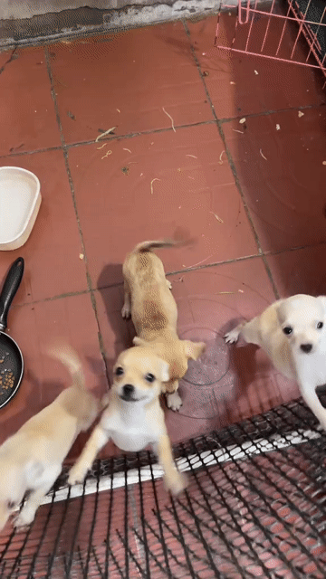 Chó Chihuahua Cái Trắng. Mua bán Chó tại Thị xã Phú Mỹ Bà Rịa - Vũng Tàu được đăng bởi bảo hình 1