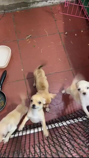 Chó Chihuahua Cái Trắng. Mua bán Chó tại Thị xã Phú Mỹ Bà Rịa - Vũng Tàu được đăng bởi bảo hình 1