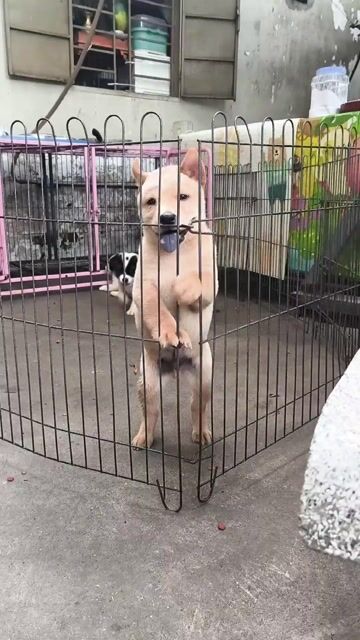 Chó Gấu Bắc Hà đực đen trắng 2 tháng đã tiêm. Mua bán Chó tại Quận Gò Vấp Tp Hồ Chí Minh được đăng bởi Lan Phương hình 1