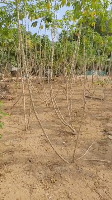 Mua bán Đất Huyện Bình Chánh Tp Hồ Chí Minh diện tích 950 m² giá 7,5 tỷ