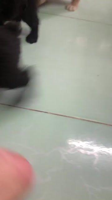 Bầy 6 bé  Poodle con. Mua bán Chó tại Thành phố Thủ Đức Tp Hồ Chí Minh được đăng bởi phượng hình 1