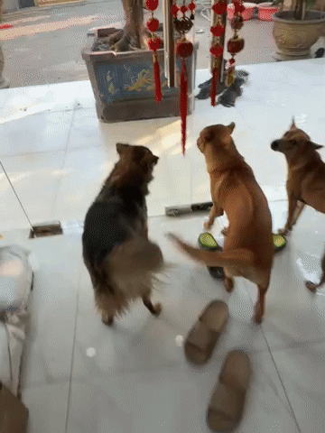 Chó con vài tháng. Mua bán Chó tại Thành phố Biên Hòa Đồng Nai được đăng bởi Binh Phan hình 1