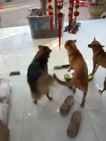 Chó con vài tháng. Mua bán Chó tại Thành phố Biên Hòa Đồng Nai được đăng bởi Binh Phan hình 1