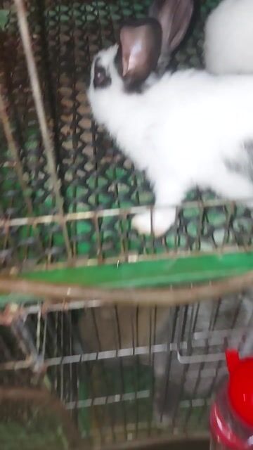 Thỏ Đa dạng. Mua bán Thú cưng khác tại Quận Bình Thạnh Tp Hồ Chí Minh được đăng bởi Nông Trại Thỏ Con hình 1