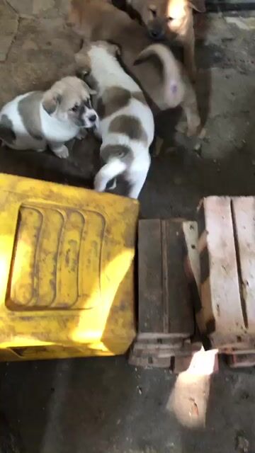 Đàn chó ta con Vàng Trắng đốm. Mua bán Chó tại Quận Bắc Từ Liêm Hà Nội được đăng bởi Bùi Thiện Liêm hình 1