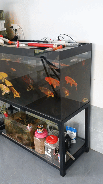 Hồ cá cảnh 1m2 Kính, Sắt. Mua bán Phụ kiện, Thức ăn, Dịch vụ tại Huyện Đức Hòa Long An được đăng bởi Tam hình 1