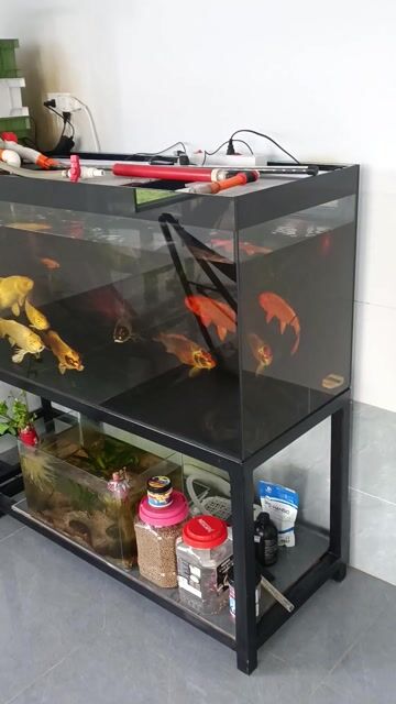 Hồ cá cảnh 1m2 Kính, Sắt. Mua bán Phụ kiện, Thức ăn, Dịch vụ tại Huyện Đức Hòa Long An được đăng bởi Tam hình 1