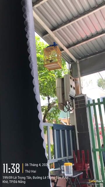 Chim chào mào trống đã bẫy. Mua bán Chim tại Quận Cẩm Lệ Đà Nẵng được đăng bởi Toan Huynh hình 1