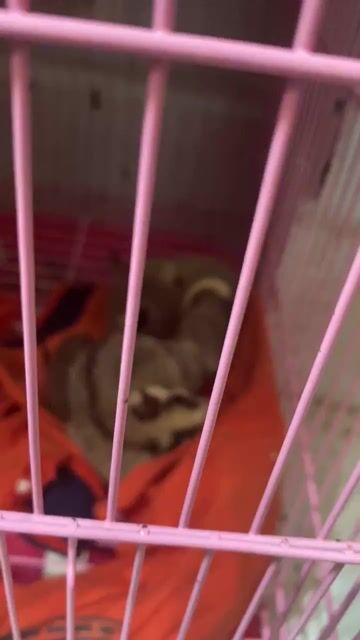 Sóc bay cute. Mua bán Thú cưng khác tại Huyện Nhà Bè Tp Hồ Chí Minh được đăng bởi Noname hình 1