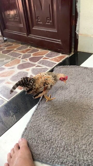 Gà tre Bắc mini nhiều màu. Mua bán Gà tại Quận Liên Chiểu Đà Nẵng được đăng bởi dũng hình 1